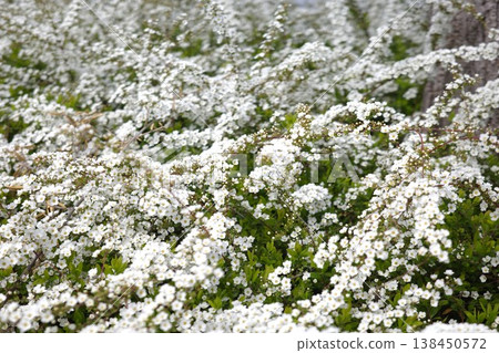 A hedge of spirea in full bloom in the park. A hedge of spirea in full bloom in the park. 138450572