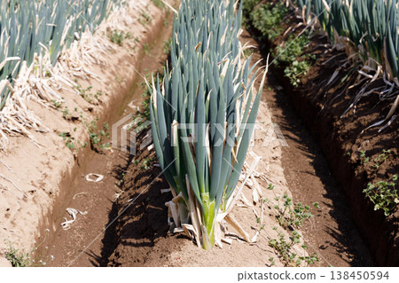 A field of leeks close to harvest A field of leeks close to harvest 138450594