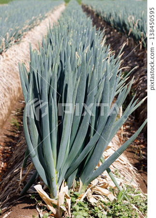 A field of leeks close to harvest A field of leeks close to harvest 138450595