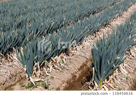A field of leeks close to harvest A field of leeks close to harvest 138450616