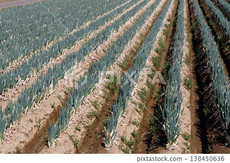 A field of leeks close to harvest A field of leeks close to harvest 138450636