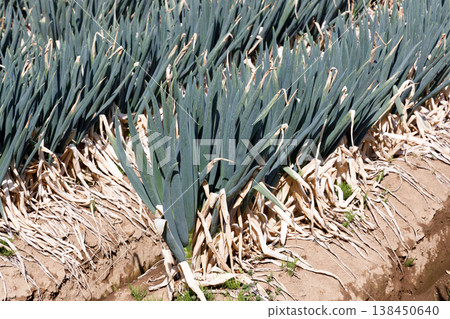 A field of leeks close to harvest 138450640