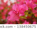Beautiful Okinawan flowers 138450675