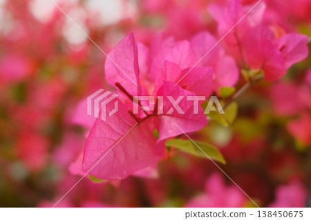 Beautiful Okinawan flowers Beautiful Okinawan flowers 138450675