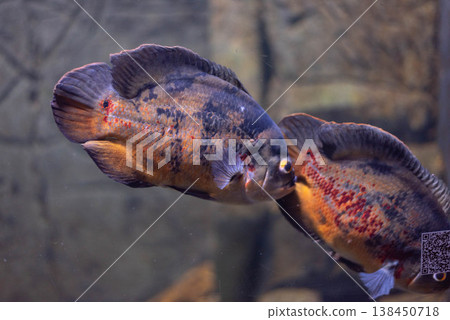 The Astronotus ocellatus is a common aquarium fish belonging to the cichlid family. Astronotus ocellatus, also known as the Oscar, Peacock or Water Buffalo.  138450718