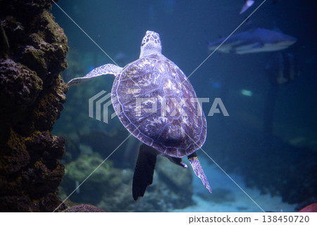 Big beautiful turtle in an aquarium. Turtle in captivity. Background, space for text.  138450720