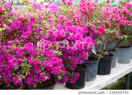 Flowering bright pink azalea, genus rhododendron. Wallpaper. Space for text. High quality photo 138450741