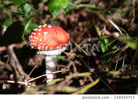 Amanita muscaria. Red fly agaric. A mushroom used medicinally. Poisonous mushroom.  138450753
