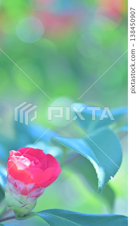 Camellias blooming in soft light - Spring background image Camellias blooming in soft light - Spring background image 138450907
