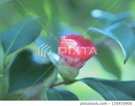柔光下盛開的山茶花 - 春季背景圖 柔光下盛開的山茶花 - 春季背景圖 138450908