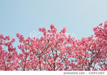 粉紅色的洋子櫻花在藍天的襯托下格外醒目。 粉紅色的洋子櫻花在藍天的襯托下格外醒目。 138451003