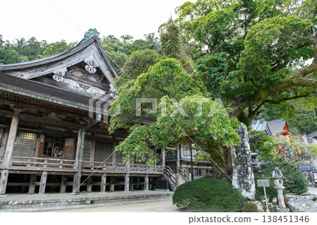 熊野三山青岸渡寺,天然紀念物,和歌山縣紅楠樹 熊野三山青岸渡寺,天然紀念物,和歌山縣紅楠樹 138451346