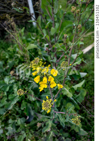 Rutabaga in bloom, root cabbage or swede is a hardy vegetable rich in vitamin C, flower, seed Rutabaga in bloom, root cabbage or swede is a hardy vegetable rich in vitamin C, flower, seed 138451382