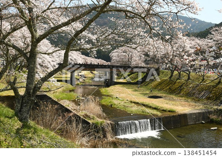 Ayukawa's Thousand Cherry Trees Ayukawa's Thousand Cherry Trees 138451454