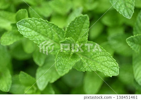 Spring apple mint 138451461