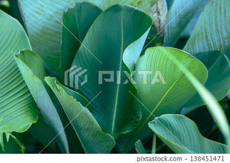 Colorful leaves on nature background, beautiful colored tropical leaves Colorful leaves on nature background, beautiful colored tropical leaves 138451471