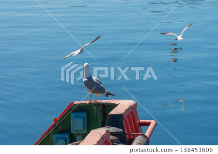Detail of a gull on a boat in the port of Vigo with calm seas and midday sunlight Detail of a gull on a boat in the port of Vigo with calm seas and midday sunlight 138451606