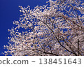 在盛開的櫻花在藍天 138451643