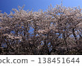 盛開的櫻花在藍天中閃耀 138451644