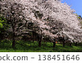櫻花盛開 138451646