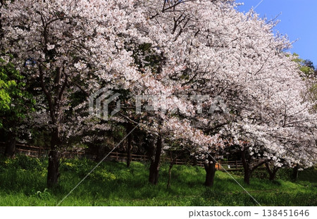 櫻花盛開 138451646