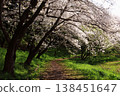 櫻花隧道 138451647