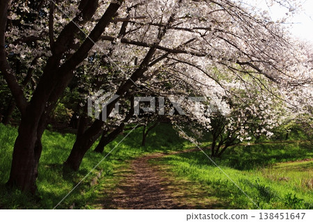 櫻花隧道 138451647
