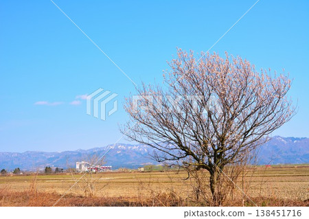 White plum blossoms blooming in the Koshiji countryside of Niigata Prefecture in early spring. 138451716