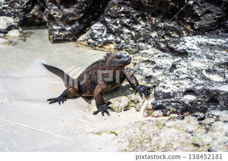 Marine iguana resting on rocks at Tortuga Bay beach, Galapagos, Ecuador Marine iguana resting on rocks at Tortuga Bay beach, Galapagos, Ecuador 138452181