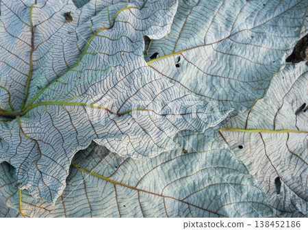 Detailed view of a leaf in the Amazon rainforest 138452186