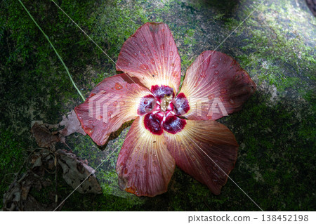 Hibiscus flower on Nuku Hiva, Marquesas Islands, French Polynesia 138452198