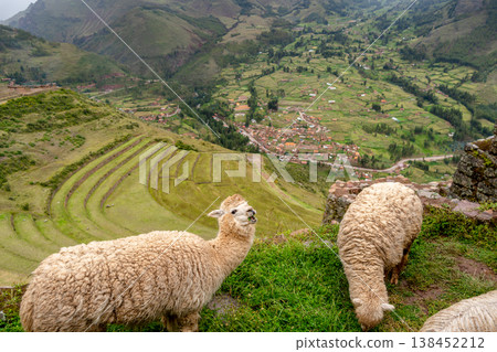 Llamas roaming among ancient Inca ruins at Pisac, Peru Llamas roaming among ancient Inca ruins at Pisac, Peru 138452212