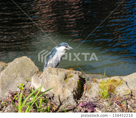 Black-crowned night heron by the pond at Palace of Fine Arts, San Francisco Black-crowned night heron by the pond at Palace of Fine Arts, San Francisco 138452218