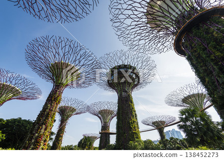 Low-angle view of the Supertree Grove at Gardens by the Bay in Singapore, there is an exhilarating light and musical show at night. 138452273