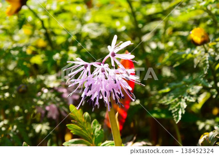 Flower of Shoddy Bakama 138452324