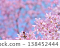 Cherry blossoms in full bloom shining in the blue sky 138452444