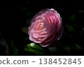 The maiden camellia stands out against the black background. 138452845
