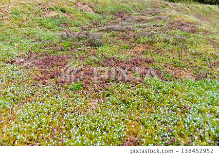 A scene of a field in early spring A scene of a field in early spring 138452952