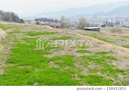 早春時節,稻田裡綠草茵。 早春時節,稻田裡綠草茵。 138452953