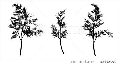 Dill plant monochrome botanical fragrant herbs set, clip art drawing isolated. Graphic hand drawn ink black and white vector. Good for cooking, restaurant, menu, garden, package, spa, decoration 138452999