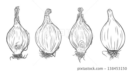 Onion head, cut lengthwise, onion slices monochrome botanical aromatic vegetables illustration set, clip art . Isolated. Hand-drawn graphic ink vector. Suitable for cooking, medicine, menu, gardening 138453150