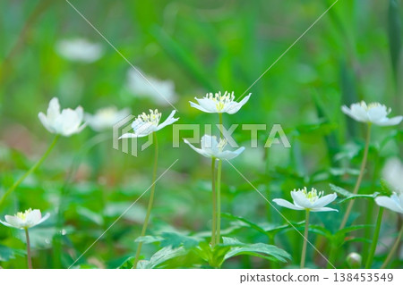 春天的意象:銀蓮花 春天的意象:銀蓮花 138453549