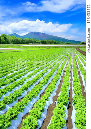 Lettuce field and Mt. Asama Lettuce field and Mt. Asama 138453571