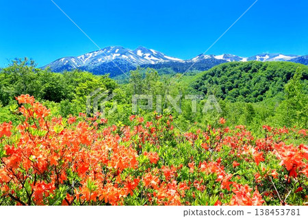 黃芪杜鵑花和Norikura山 黃芪杜鵑花和Norikura山 138453781