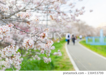 Cherry blossoms of Kuromegawa Cherry blossoms of Kuromegawa 138453799