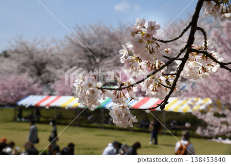Akagi South side Senbon-zakura 138453840
