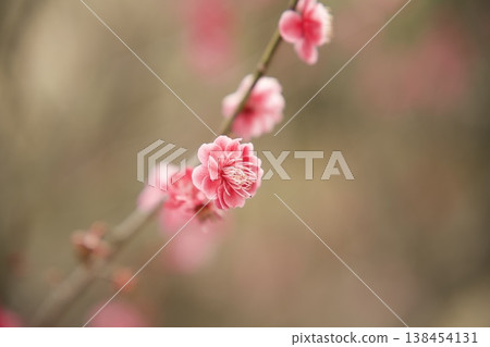 紅梅花 138454131