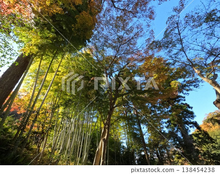 Autumn leaves of Kamakura Autumn leaves of Kamakura 138454238