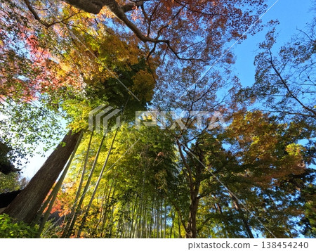 Autumn leaves of Kamakura Autumn leaves of Kamakura 138454240