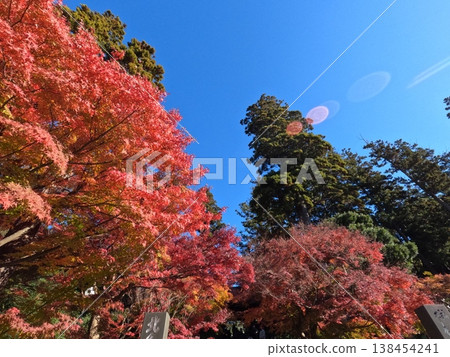 Autumn leaves of Kamakura Autumn leaves of Kamakura 138454241